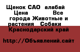 Щенок САО (алабай) › Цена ­ 10 000 - Все города Животные и растения » Собаки   . Краснодарский край